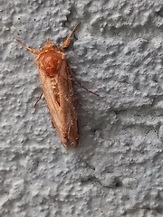Spodoptera cilium