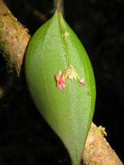 Lepanthes