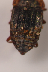 Micropeplus