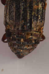 Micropeplus