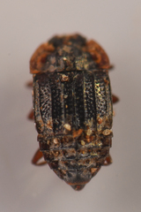 Micropeplus