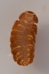 Eurypauropus