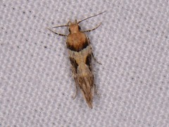 Aristotelia devexella