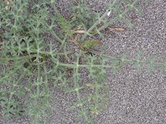 Echinophora spinosa