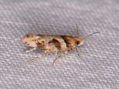 Aristotelia devexella