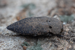 Capnodis tenebricosa