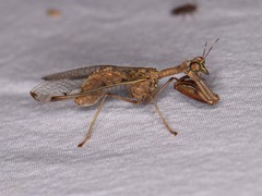 Dicromantispa interrupta