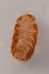 Eurypauropus