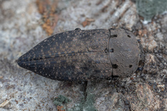Capnodis tenebricosa