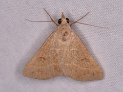 Hemeroplanis historialis