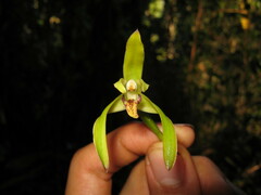 Maxillaria