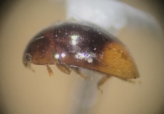 Phalacridae