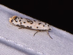 Ethmia bittenella