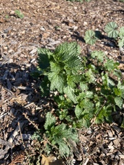 Urtica urens