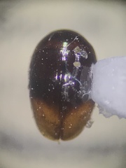 Phalacridae