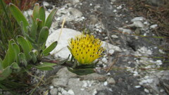Leucospermum gracile