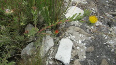 Leucospermum gracile