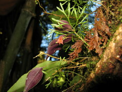 Lepanthes