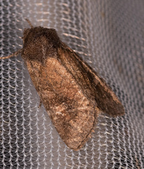 Lacinipolia meditata