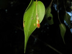 Lepanthes