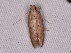 Hypatima