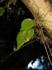 Lepanthes