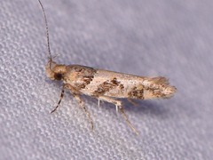 Aristotelia devexella