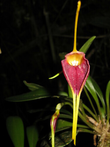 Masdevallia calura
