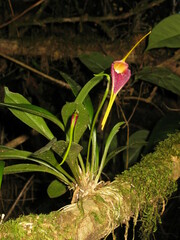Masdevallia calura