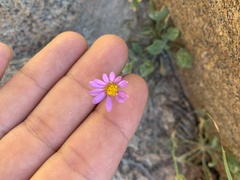 Erigeron asperugineus