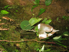 Lepanthes