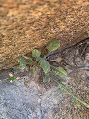 Erigeron asperugineus