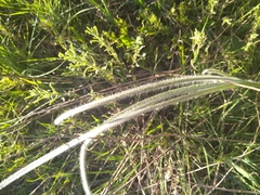 Hypoxis rigidula