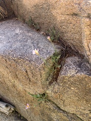 Erigeron asperugineus