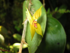 Lepanthes