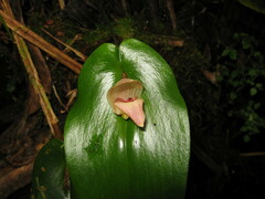 Pleurothallis maduroi