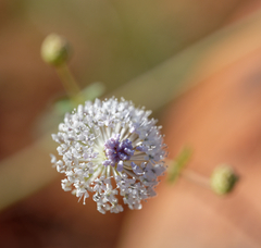 Trachymene glaucifolia