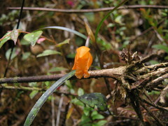 Scaphyglottis sigmoidea image