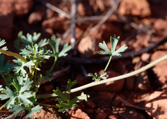 Trachymene glaucifolia