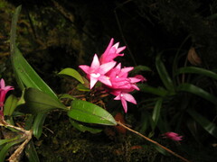 Maxillaria paleata image