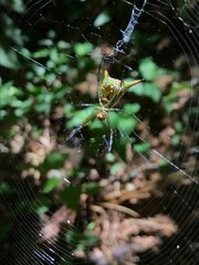 Micrathena