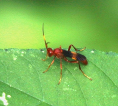 Trogomorpha arrogans