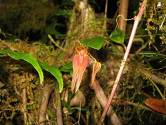Lepanthes genetoapophantica
