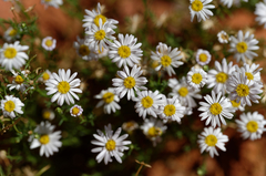 Brachyscome ciliaris