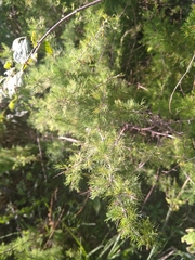 Asparagus suaveolens