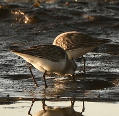 Calidris alba