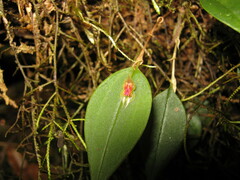 Lepanthes