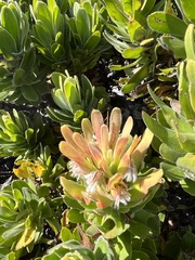 Mimetes fimbriifolius