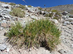 Carex paysonis
