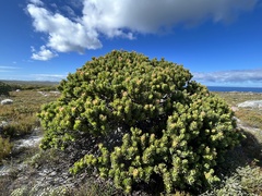 Mimetes fimbriifolius